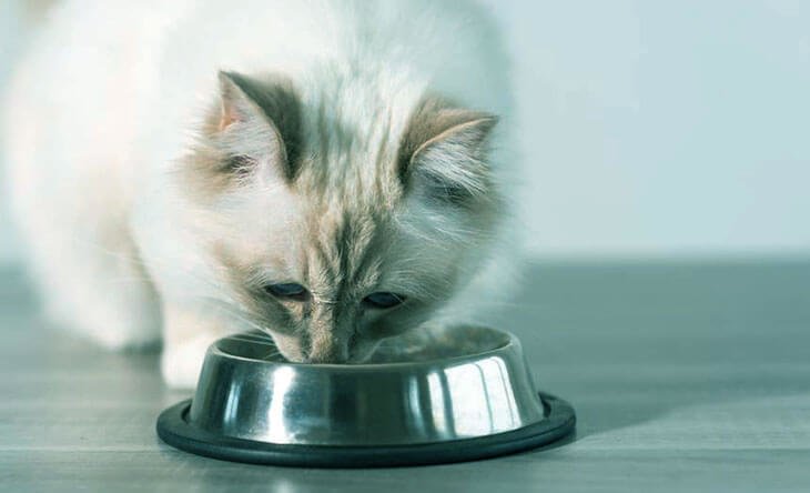 Best Cat Food With Taurine